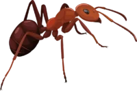 3D ant png insect, isometric closeup of ant