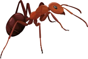 3D ant png insect, isometric closeup of ant